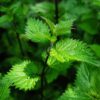 Beneficios de la Ortiga ¿Por cuánto tiempo se puede tomar una infusión o té de ortiga?