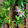Beneficios de las Plantas Medicinales