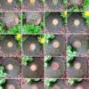 Hierbas Aromáticas «las mas usadas»
