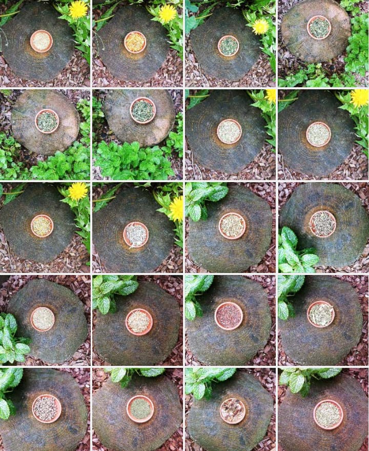Hierbas Aromáticas