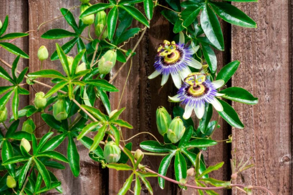 Beneficios de las Plantas Medicinales