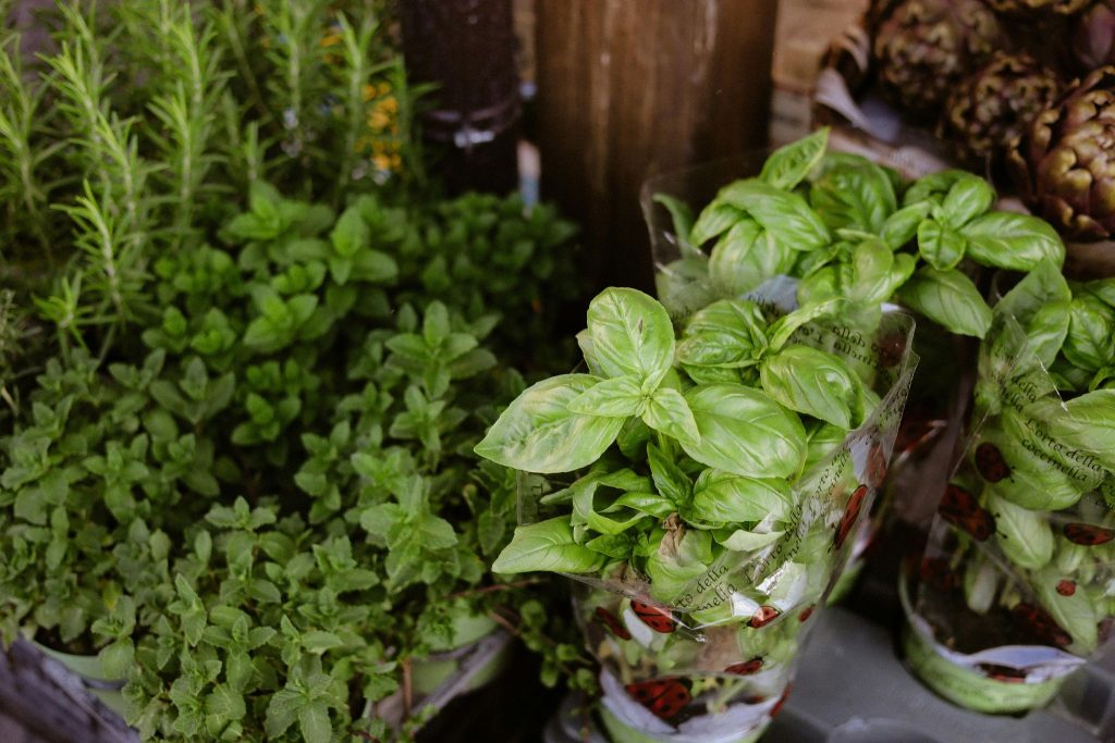Hierbas Aromáticas «las mas usadas»