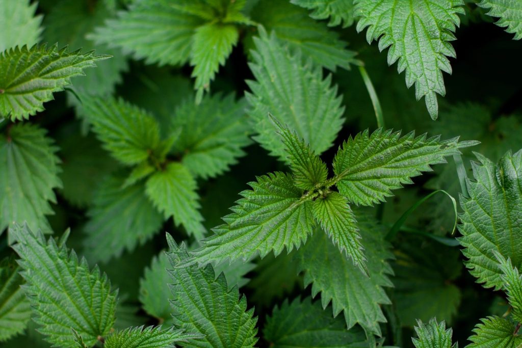 Beneficios de la Ortiga ¿Por cuánto tiempo se puede tomar una infusión o té de ortiga?